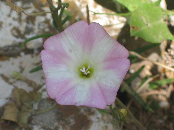 Convulvulus arvensis / Vilucchio comune